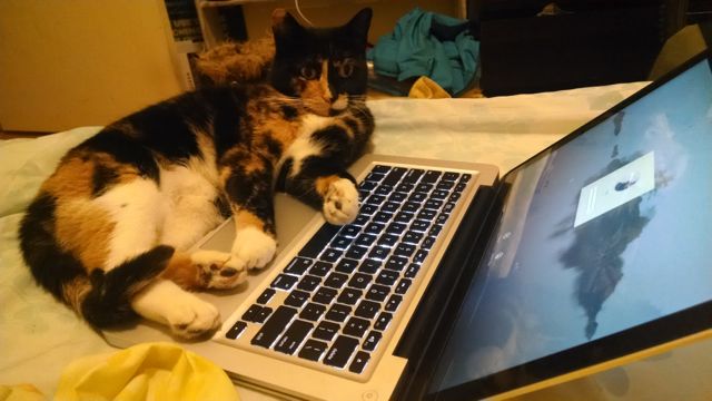 A calico cat sits on a laptop keyboard.  The laptop is, luckily, displaying a login password prompt instead of important controls.